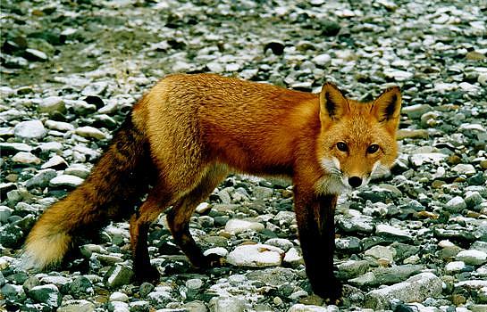 Alaska Peninsula Red Fox